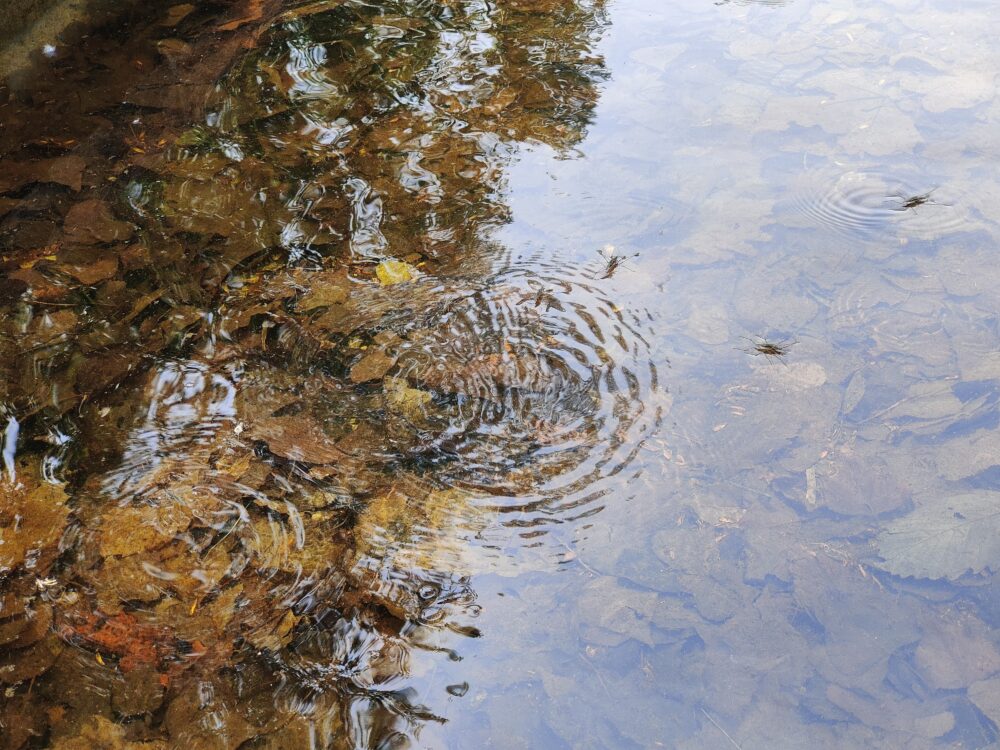 札幌市手稲区にある前田森林公園のカナールの水面に生息するアメンボ