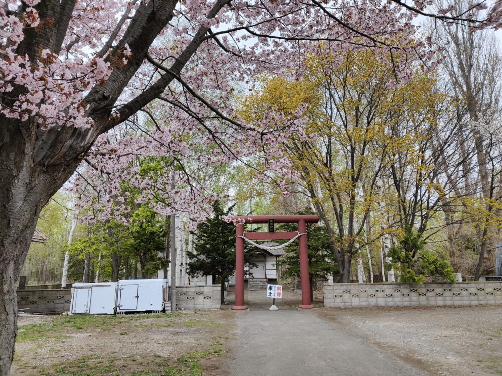 桜の咲く北海道石狩市にある樽川神社